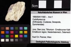 Foto (Objket + Etiketten) von Isopoda indet. 